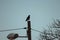 Closeup shot of a raven sitting on a  wooden power line under a blue sky