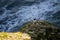 Closeup shot of razor-billed auks near the sea on a sunny day