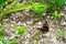 Closeup shot of a red admiral butterfly on the ground in a forest