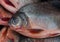 Closeup shot of red-bellied pacu fish