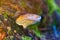 Closeup shot of Red-Belted Conk fungus found growing in the wild