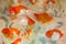 Closeup shot of red cap oranda goldfish kept in an aquarium of pet shop or fish store. This popular ornamental fish has silver