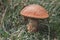 Closeup shot of red-capped scaber stalk mushroom