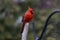 Closeup shot of a red cardinal bird resting on a twig