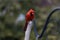 Closeup shot of a red cardinal bird resting on a twig