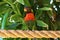 Closeup shot of a red-collared lorikeet standing on a rope surrounded by greenery under the sunlight