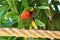 Closeup shot of a red-collared lorikeet standing on a rope surrounded by greenery under the sunlight