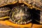 Closeup shot of Red Eared Terrapin Trachemys Tortoise