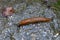 Closeup shot of a red European slug on the floor