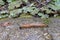 Closeup shot of a red European slug on the floor