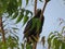 Closeup Shot Of Red-Eyed Bird.