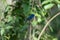 Closeup shot of a Red-flanked bluetail bird standing on a tree branch with green leaves