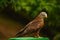 Closeup shot of red kite eagle on the zoo