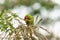 Closeup shot of a red-masked parakeet bird perched on a tree branch