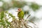 Closeup shot of a Red-masked parakeet on a wooden tree branch with green leaves in the background