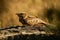 Closeup shot of a red-necked nightjar sitting on a rock