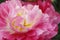 Closeup shot of red peony flower in keukenhof