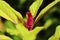 Closeup shot of a red plumed cockscomb flower with green leaves in a garden in daylight