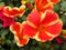 Closeup shot of red purslane flowers