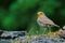 Closeup shot of a red robin on a blurred background