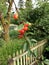 Closeup shot of red Shepherdia argentea berries with green trees in the background