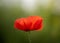 Closeup shot of red Shirley poppy against a green background