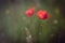 Closeup shot of red Shirley poppy with a blurred background