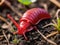 a closeup shot of a red snail on the ground