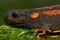 Closeup shot of a Red-tailed Knobby Newt (Tylototriton kweichowensis)