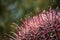 Closeup shot of a red thorn barrel cactus on a sunny day with blur background