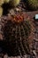 Closeup shot of red thorns Ferocactus plant with yellow flower buds