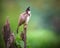 Closeup shot of a red-whiskered bulbul bird perched on a broken tree