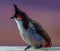 Closeup shot of a red-whiskered bulbul bird on smooth purple background