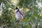 Closeup shot of a red-whiskered bulbul on a tree in Hong Kong