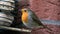 Closeup shot of a redbreast robin on a branch in front of a wall