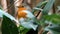 Closeup shot of a redbreast robin on a branch with green leaves