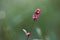 Closeup shot of a redshank flower with a blurry green background.