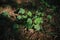 Closeup shot of redwood sorrel