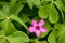 Closeup shot of redwood sorrel flower