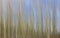 Closeup shot of reeds under a bright blue sky