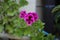 Closeup shot of regal pelargonium blossoming in the garden