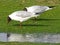 Closeup shot of Relict gulls outdoor