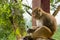 Closeup shot of a Rhesus macaque primate monkey sitting on a metal railing and eating something