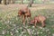 Closeup shot of Rhodesian Ridgeback dogs playing in the park