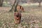 Closeup shot of Rhodesian Ridgeback dogs playing in the park