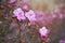 Closeup shot of Rhododendron dauricum flowers popular names bagulnik; maralnik