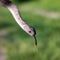 Closeup shot of a Rhombic Egg-Eater, a harmless snake from South Africa.