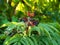 Closeup shot of ripe dwarf elderberries