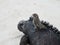 Closeup shot of a robin bird on an iguana