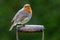 Closeup shot of a Robin ( Erithacus rubecula ) perched on the handle of an old garden spade